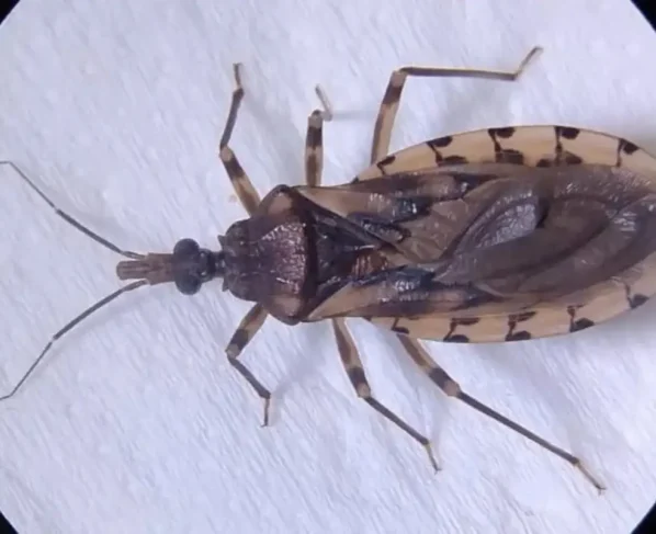 Barbero, inseto transmissor da doença de Chagas
