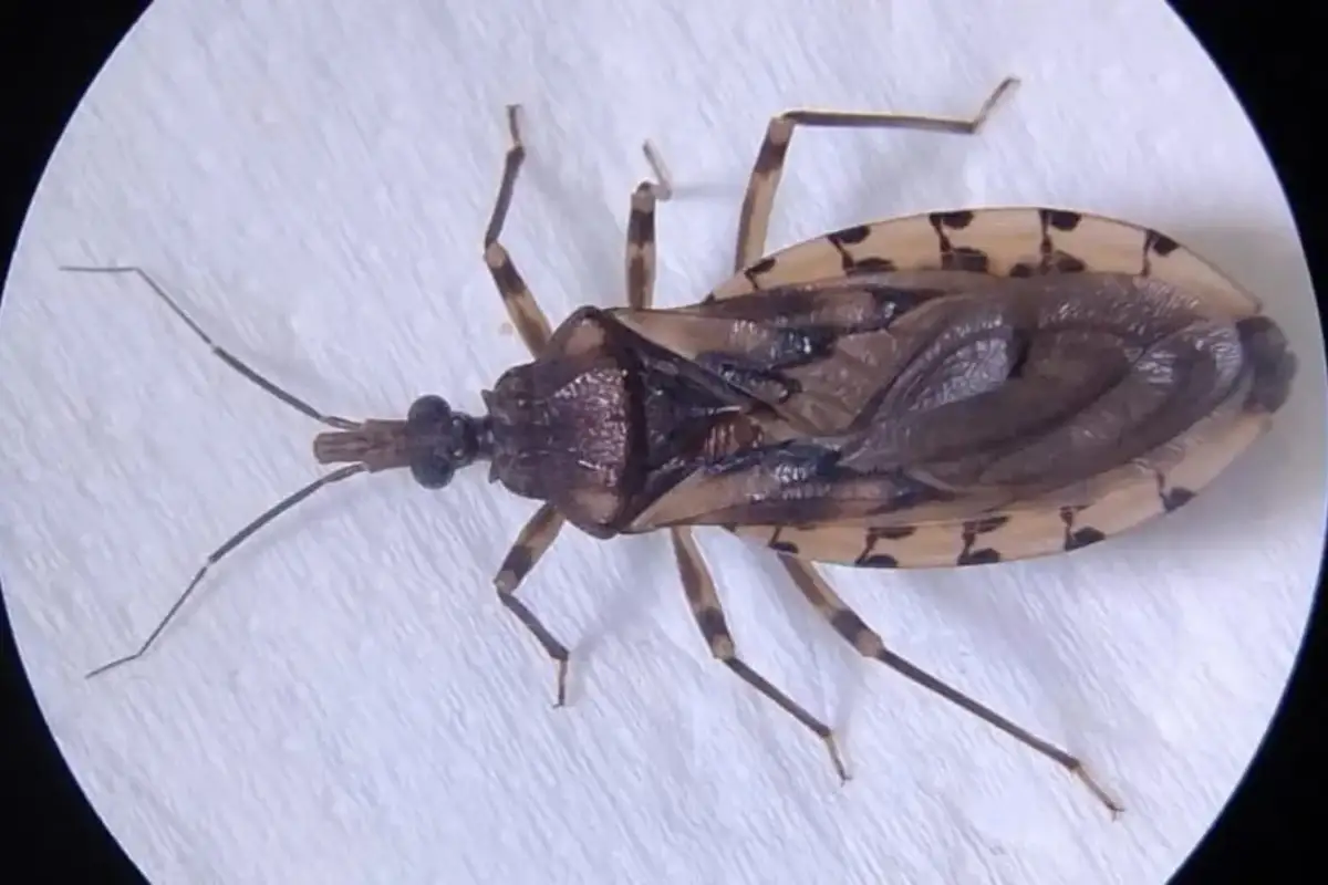 Barbero, inseto transmissor da doença de Chagas