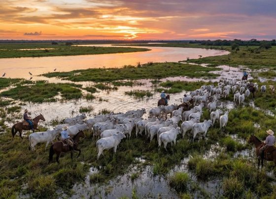 Biólogos criticaram pecuária em áreas úmidas. - Foto: Adriano Gambarini