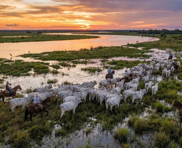 Biólogos criticaram pecuária em áreas úmidas. - Foto: Adriano Gambarini