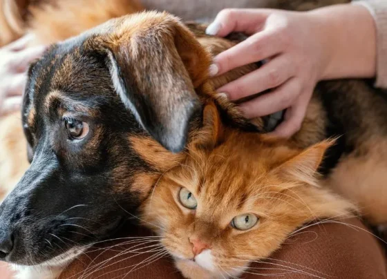 Abrigo Municipal de Cães e Gatos