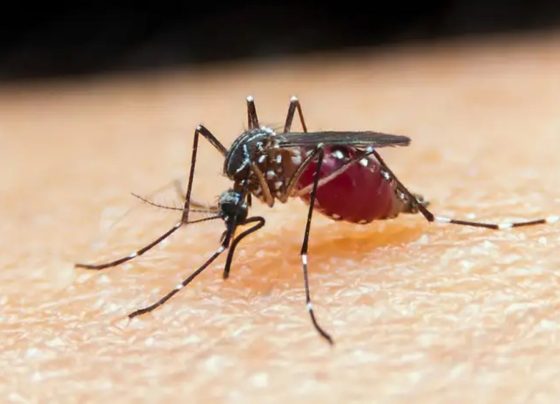 Proteínas do parasita causador da malária podem servir de base para o desenvolvimento de um imunizante. - Foto: Reprodução