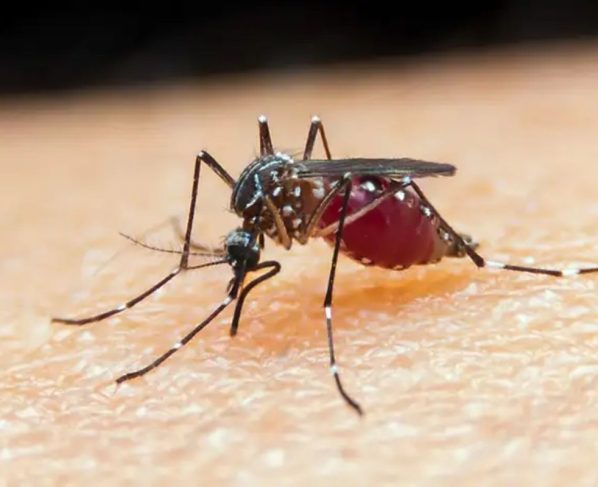 Proteínas do parasita causador da malária podem servir de base para o desenvolvimento de um imunizante. - Foto: Reprodução