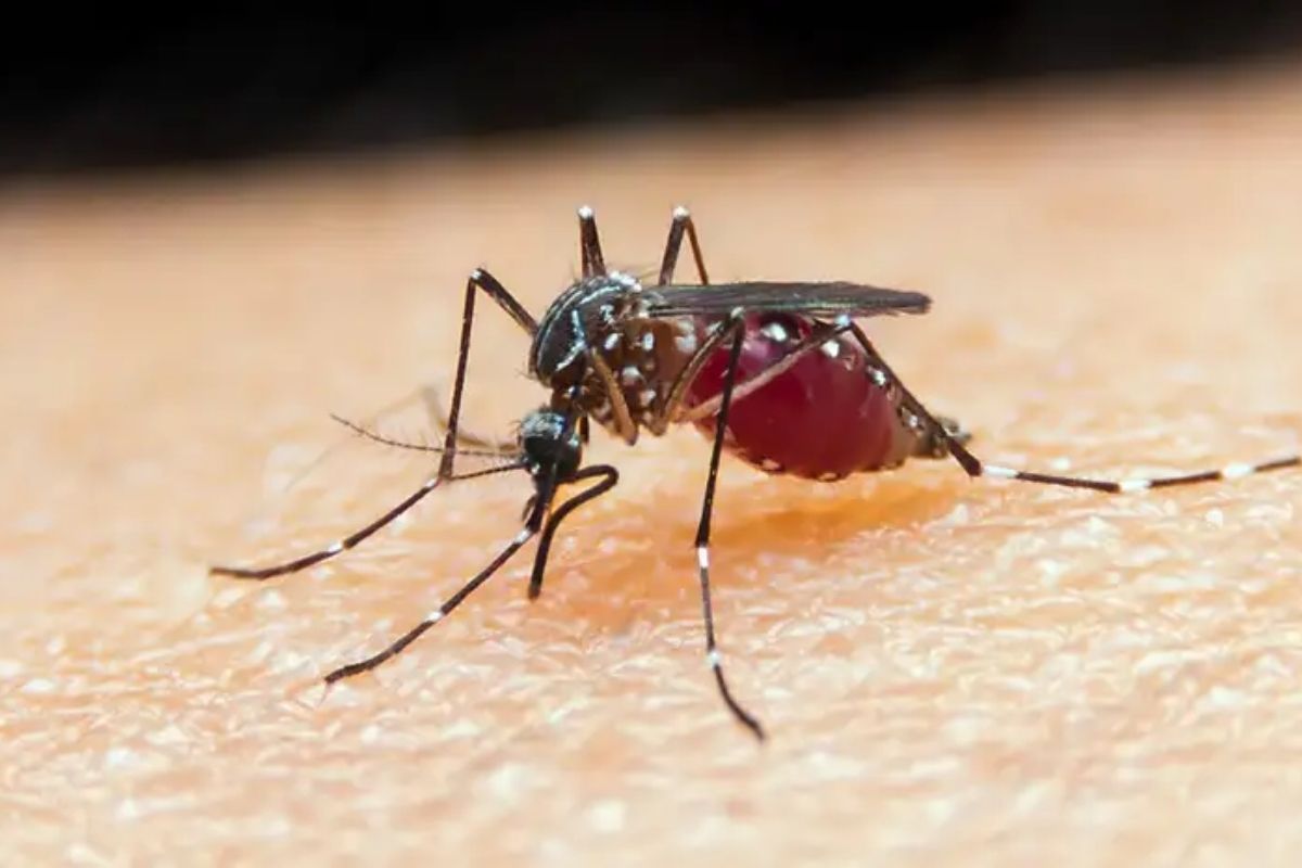 Proteínas do parasita causador da malária podem servir de base para o desenvolvimento de um imunizante. - Foto: Reprodução