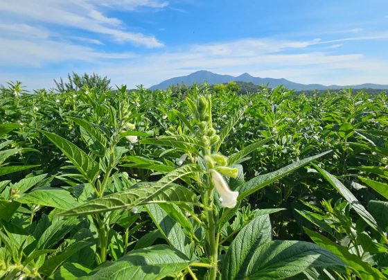 Área cultivada com gergelim cresce em Mato Grosso impulsionada pela maior rentabilidade da cultura.