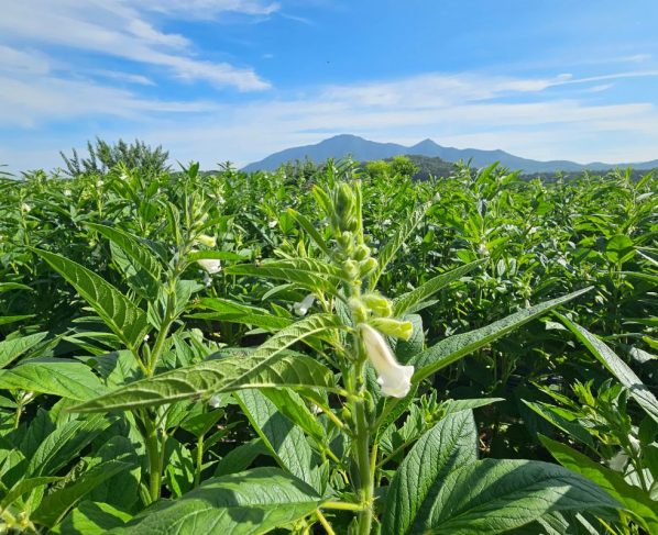 Área cultivada com gergelim cresce em Mato Grosso impulsionada pela maior rentabilidade da cultura.