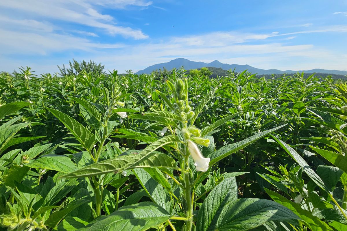 Área cultivada com gergelim cresce em Mato Grosso impulsionada pela maior rentabilidade da cultura.