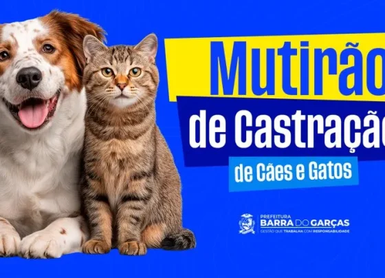 Cães e gatos