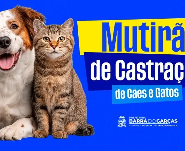 Cães e gatos