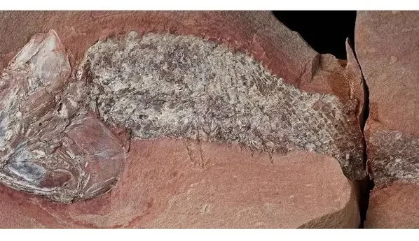 Peixe pre histórico