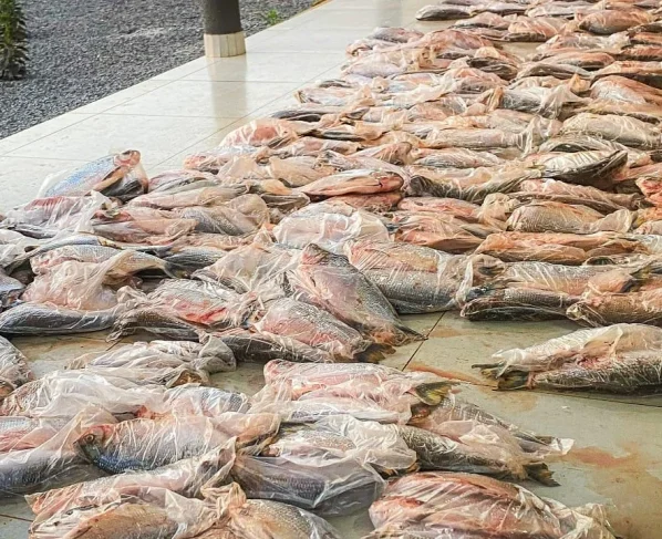 1 Tonelada de peixes apreendidos