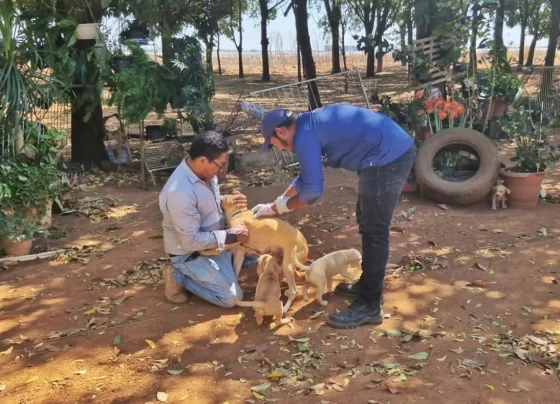 Vigilância Ambiental