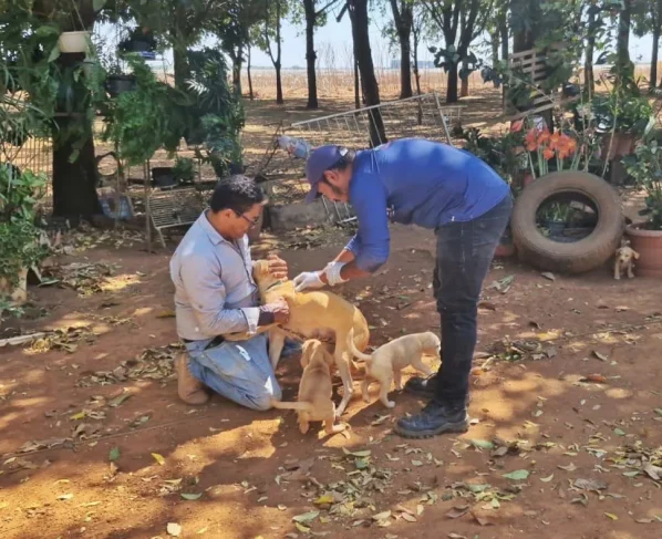 Vigilância Ambiental
