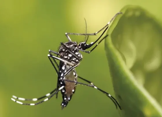 O Aedes aegypti, mosquito transmissor dos vírus da chikungunya, dengue e zika (Foto: Muhammad Mahdi Karim/Wikimedia Commons)