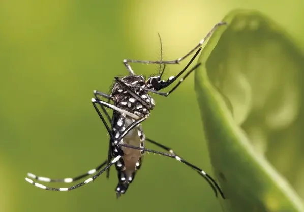 O Aedes aegypti, mosquito transmissor dos vírus da chikungunya, dengue e zika (Foto: Muhammad Mahdi Karim/Wikimedia Commons)
