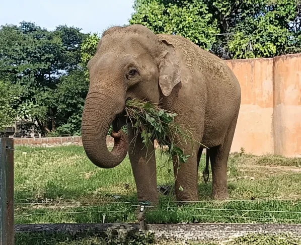 Elefante Sandro comendo