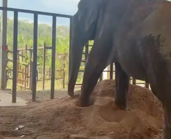 Elefante Sandro