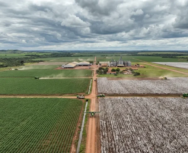 Plantação agrícola de soja e algodão em grande escala sob céu nublado no campo