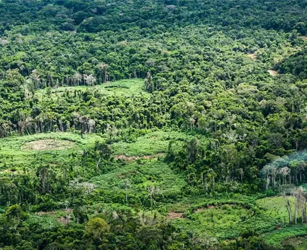 Restauração indígena pode recuperar 1,79 milhão de hectares