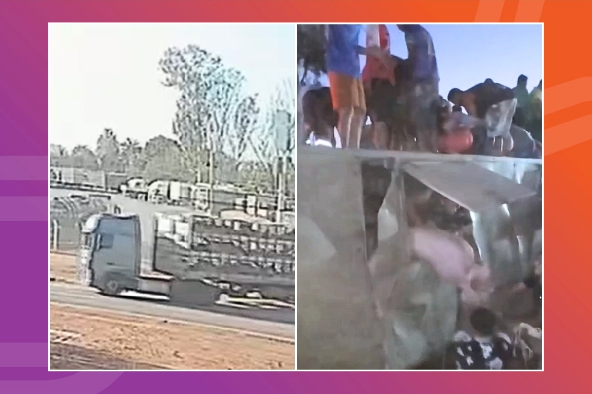 Cerca de 300 pessoas saquearam porcos após tombamento de carreta em Várzea Grande. - Foto: Reprodução