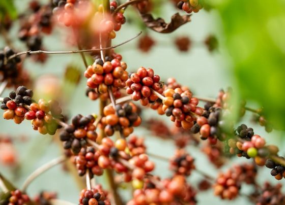 Workshop Café Robusta Amazônico reúne produtores em Colniza