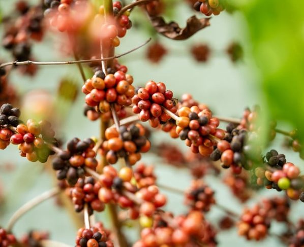 Workshop Café Robusta Amazônico reúne produtores em Colniza