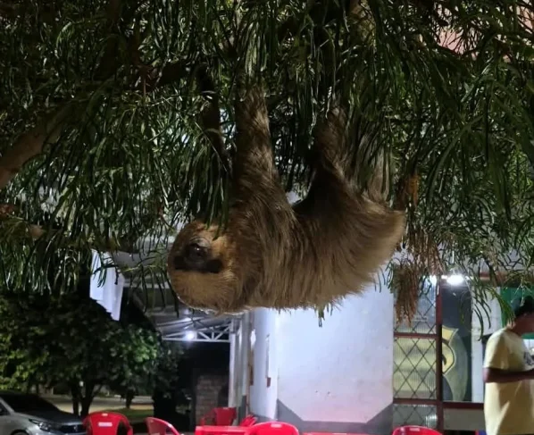 Bombeiros resgatam arara-vermelha e bicho-preguiça em Alta Floresta