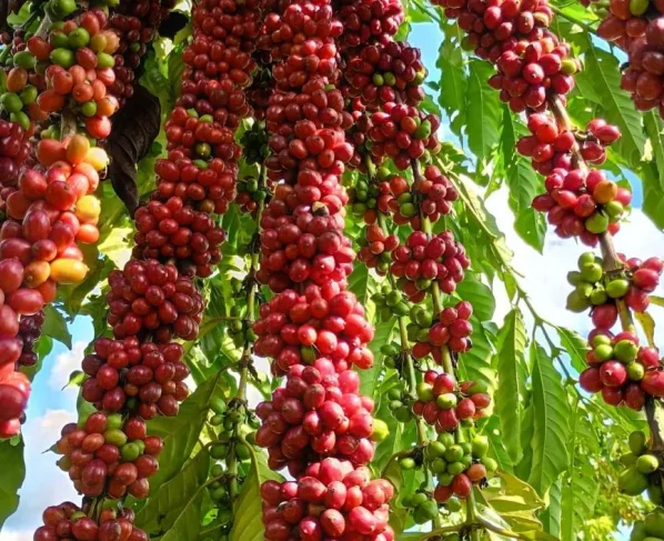 Cafeicultura