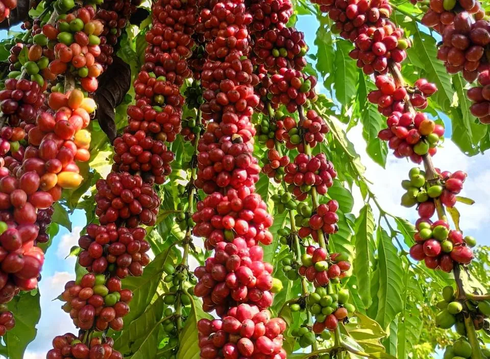 Cafeicultura