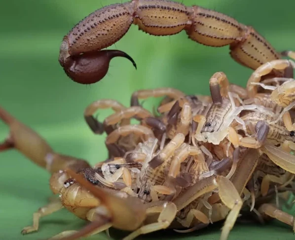 Cuidados com animais peçonhentos